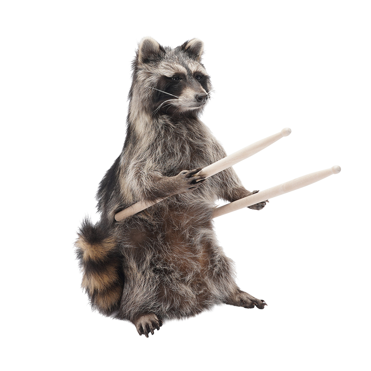 Drummer