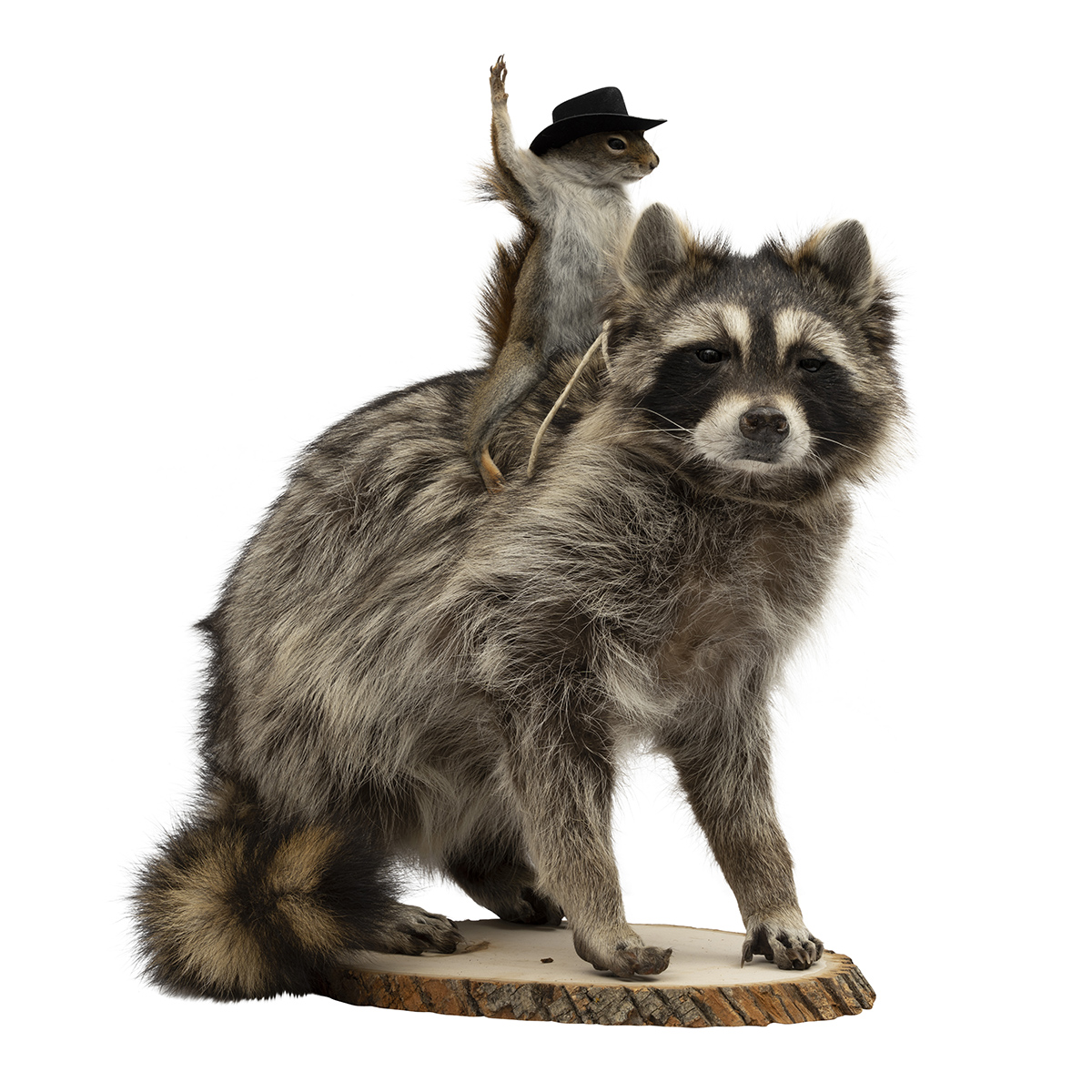 Rodeo Raccoon