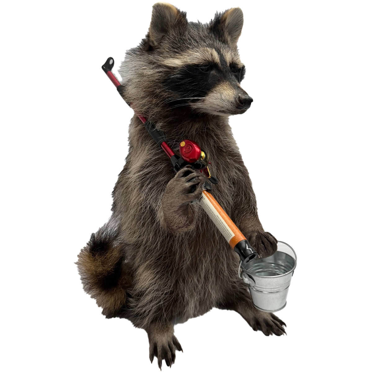 Fishing Raccoon with Pail