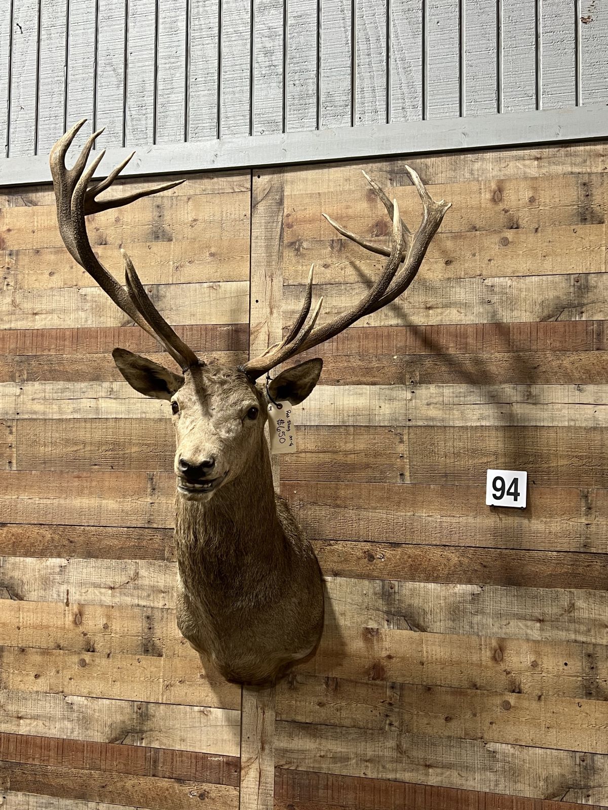 Stag