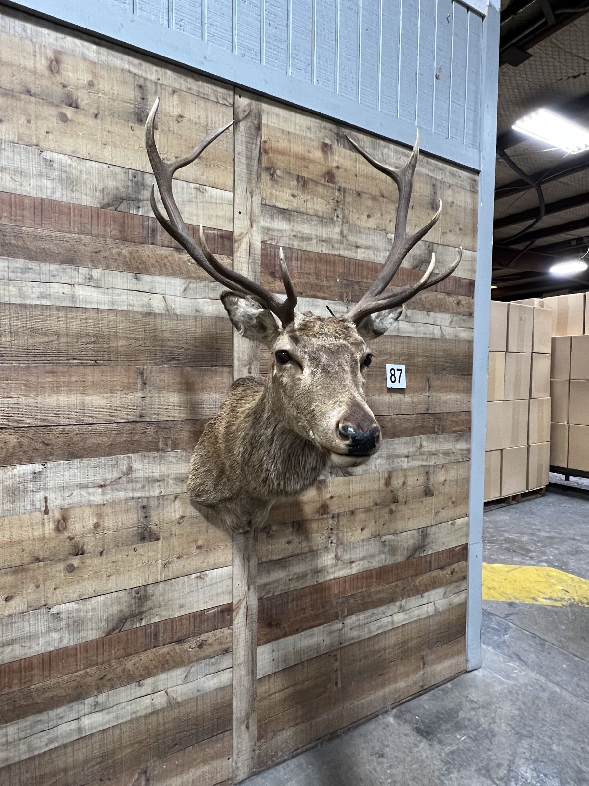 Stag
