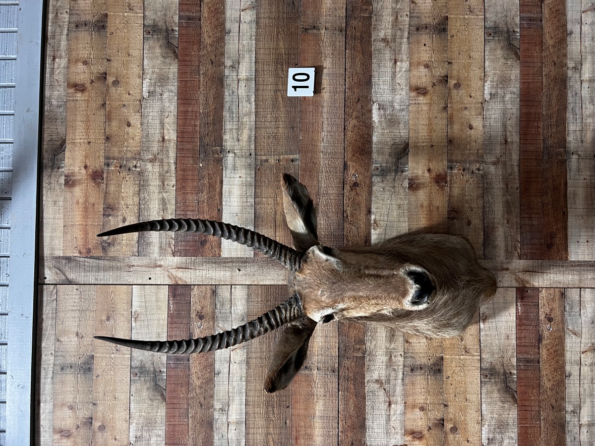 Waterbuck