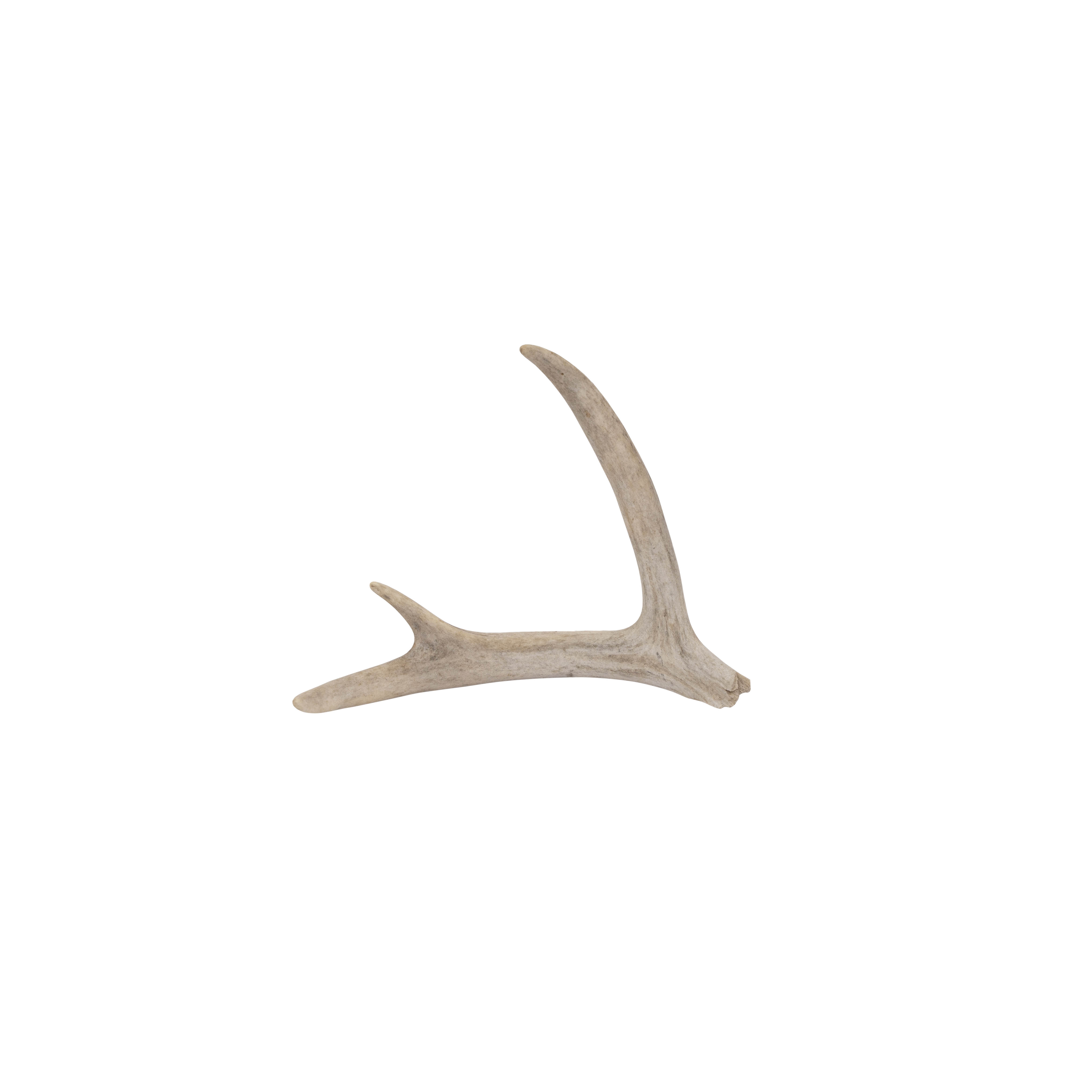 Deer Antler