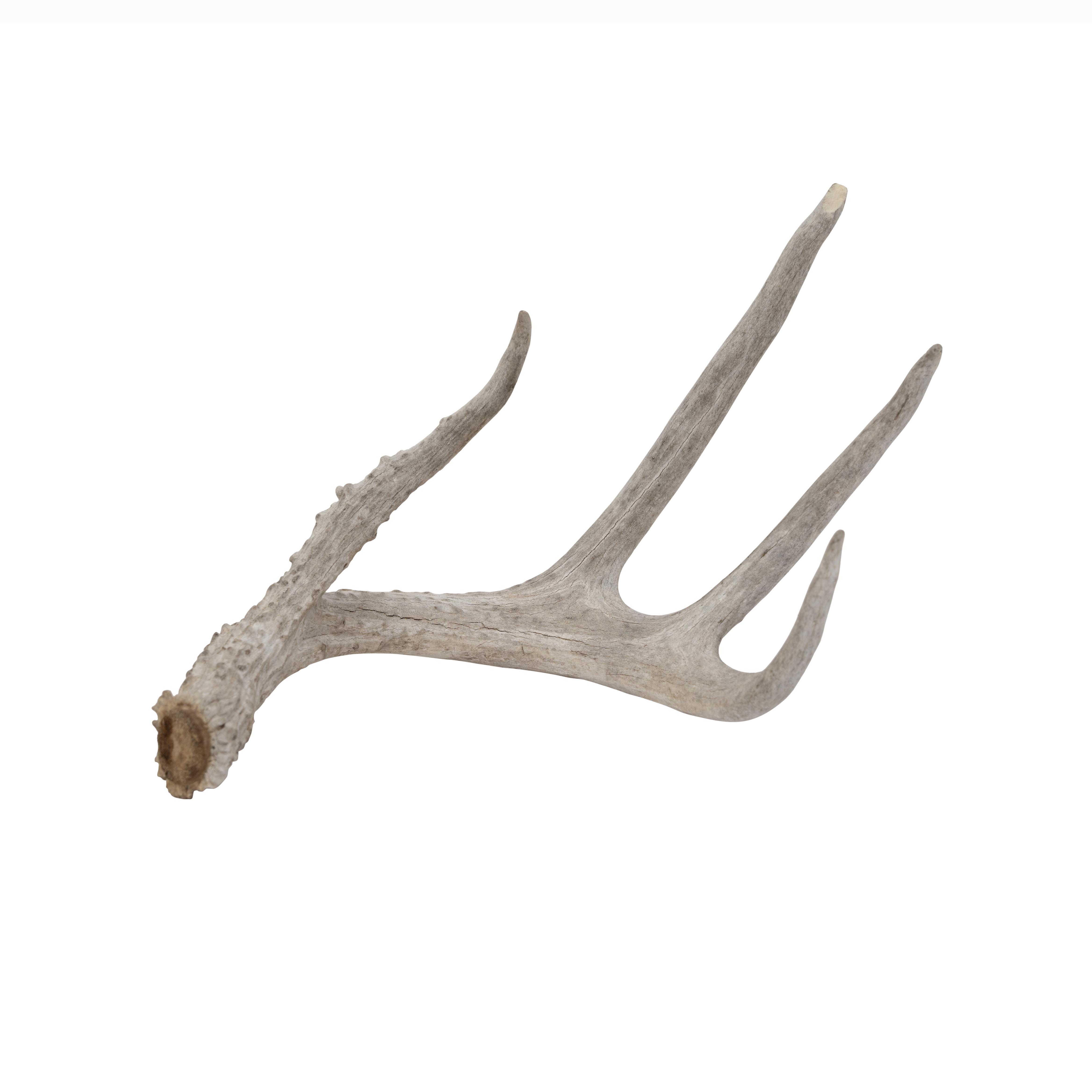 Deer Antler