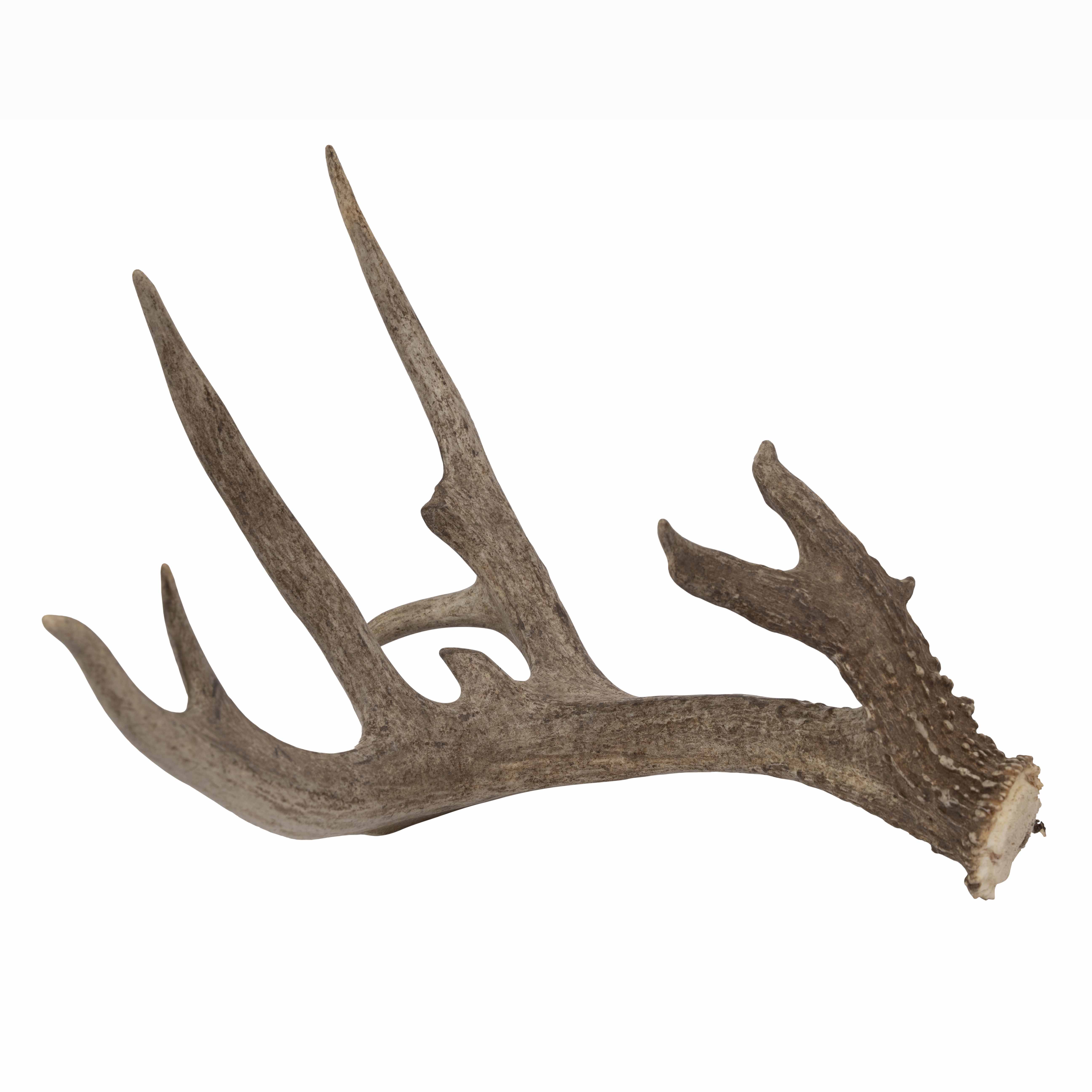 Deer Antler