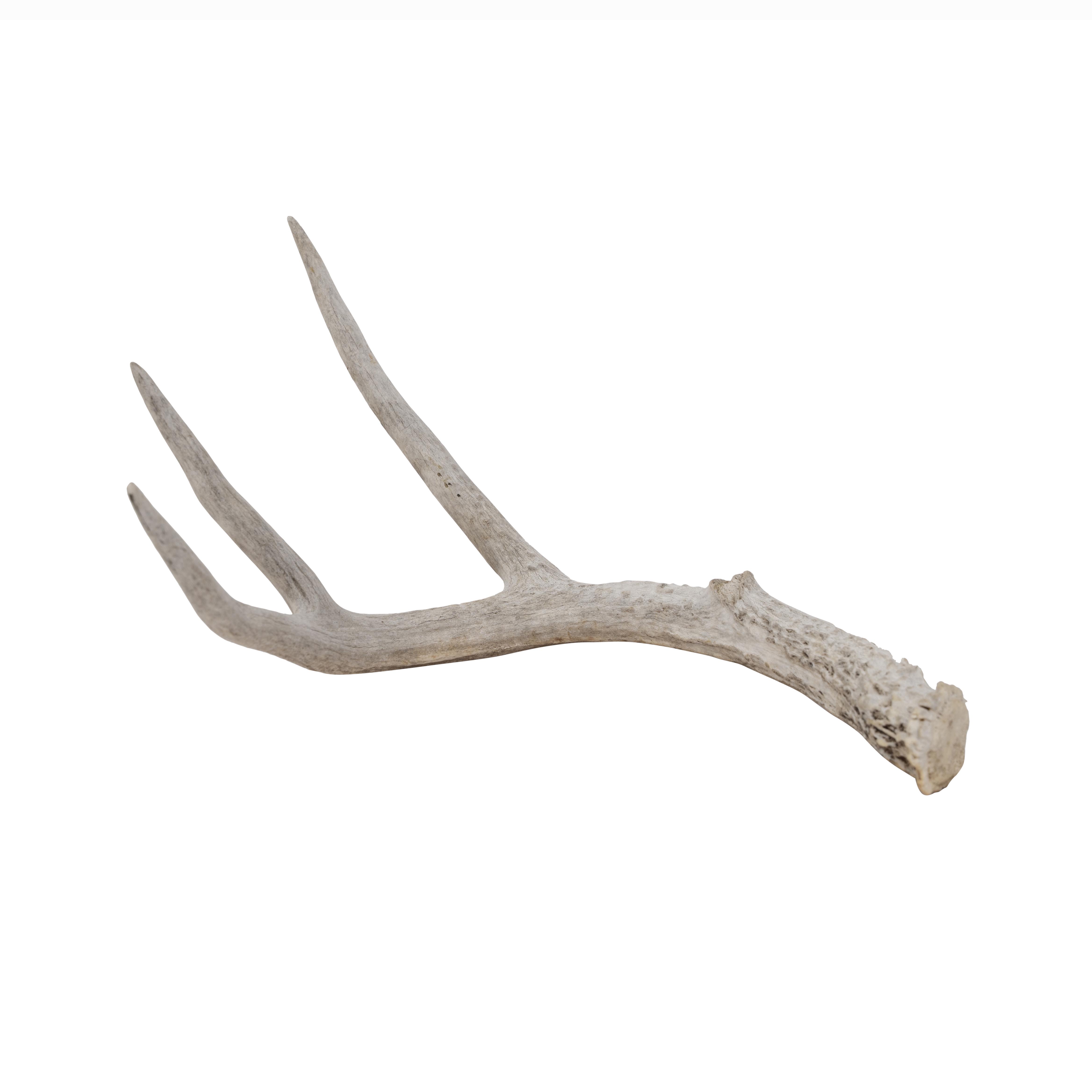Deer Antler