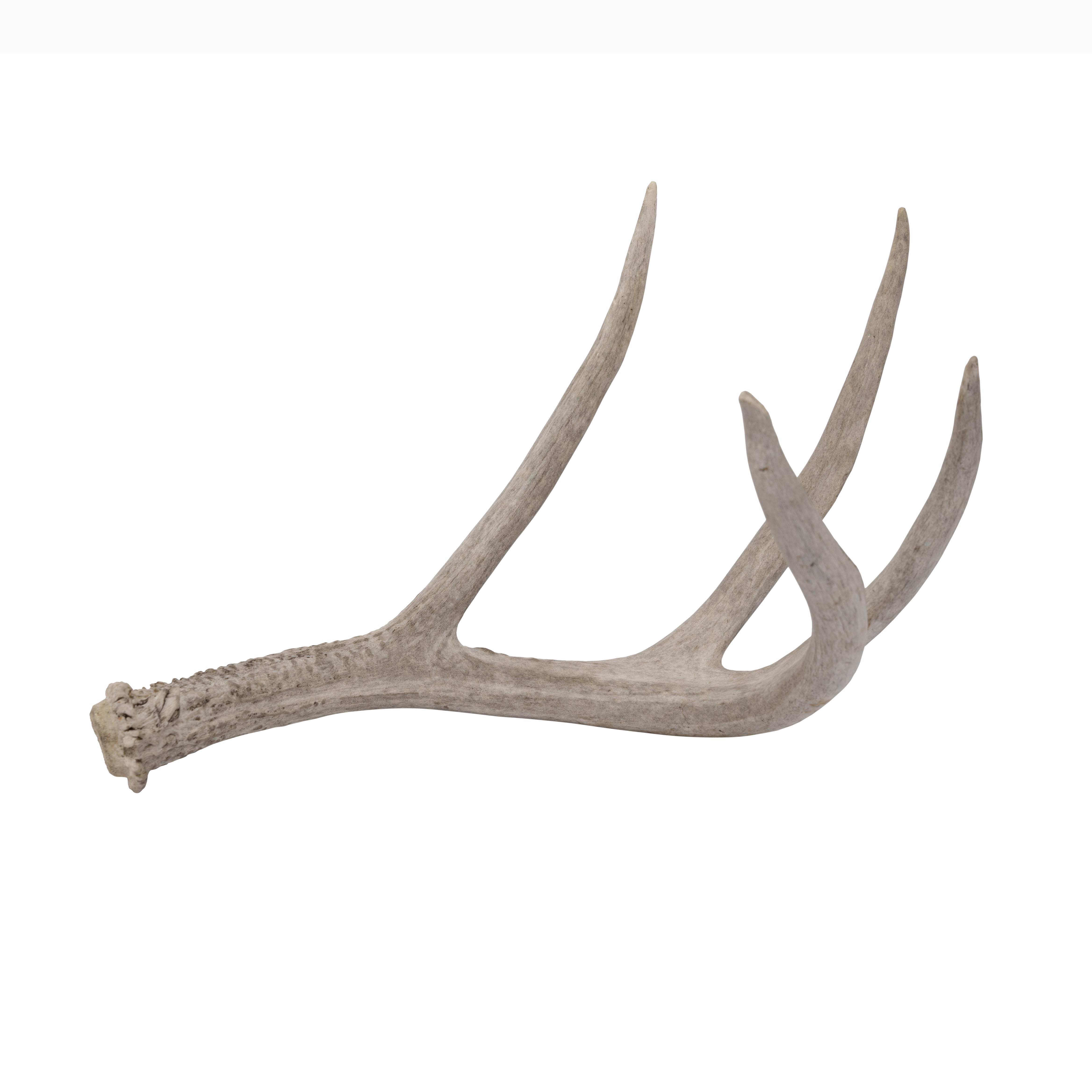 Deer Antler