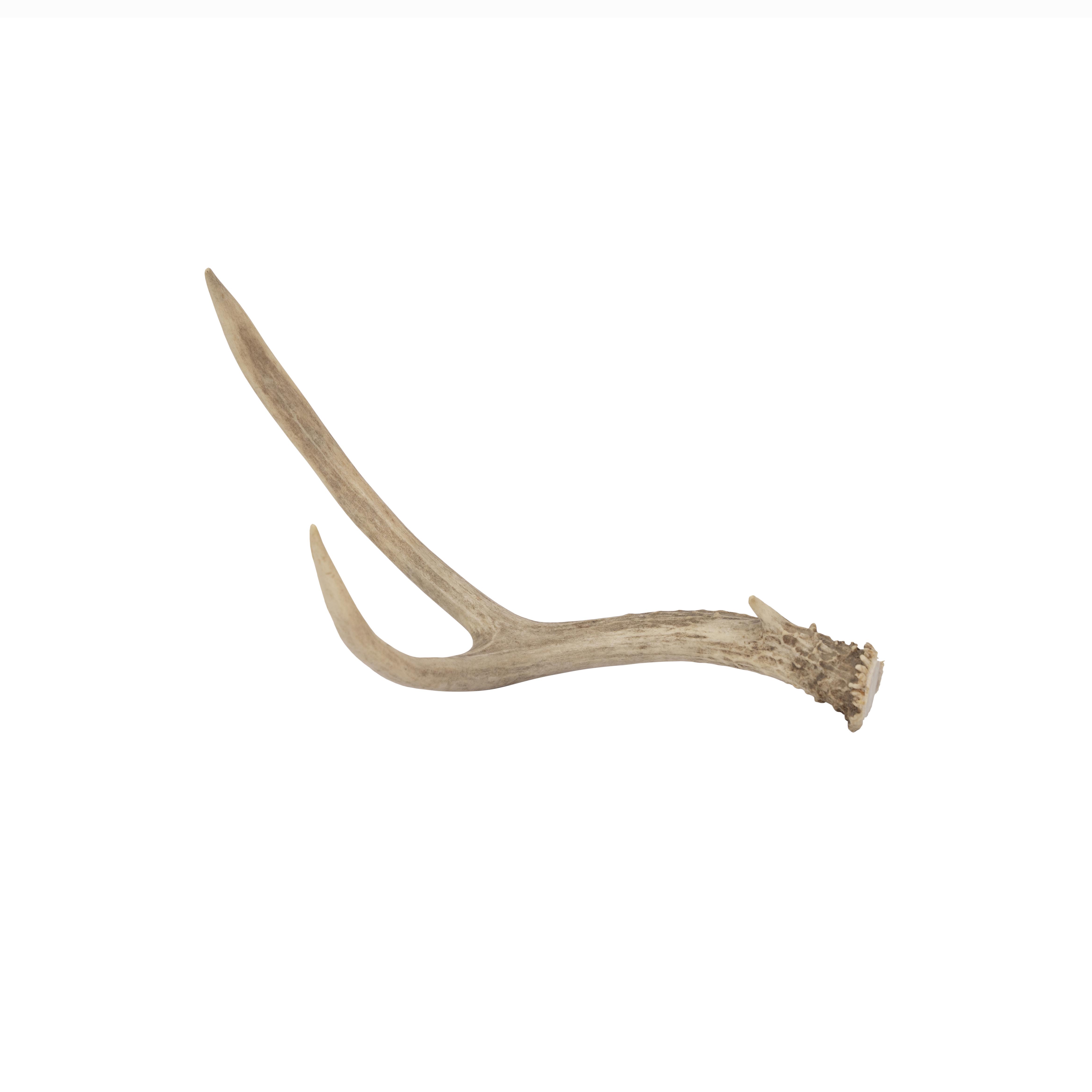 Deer Antler