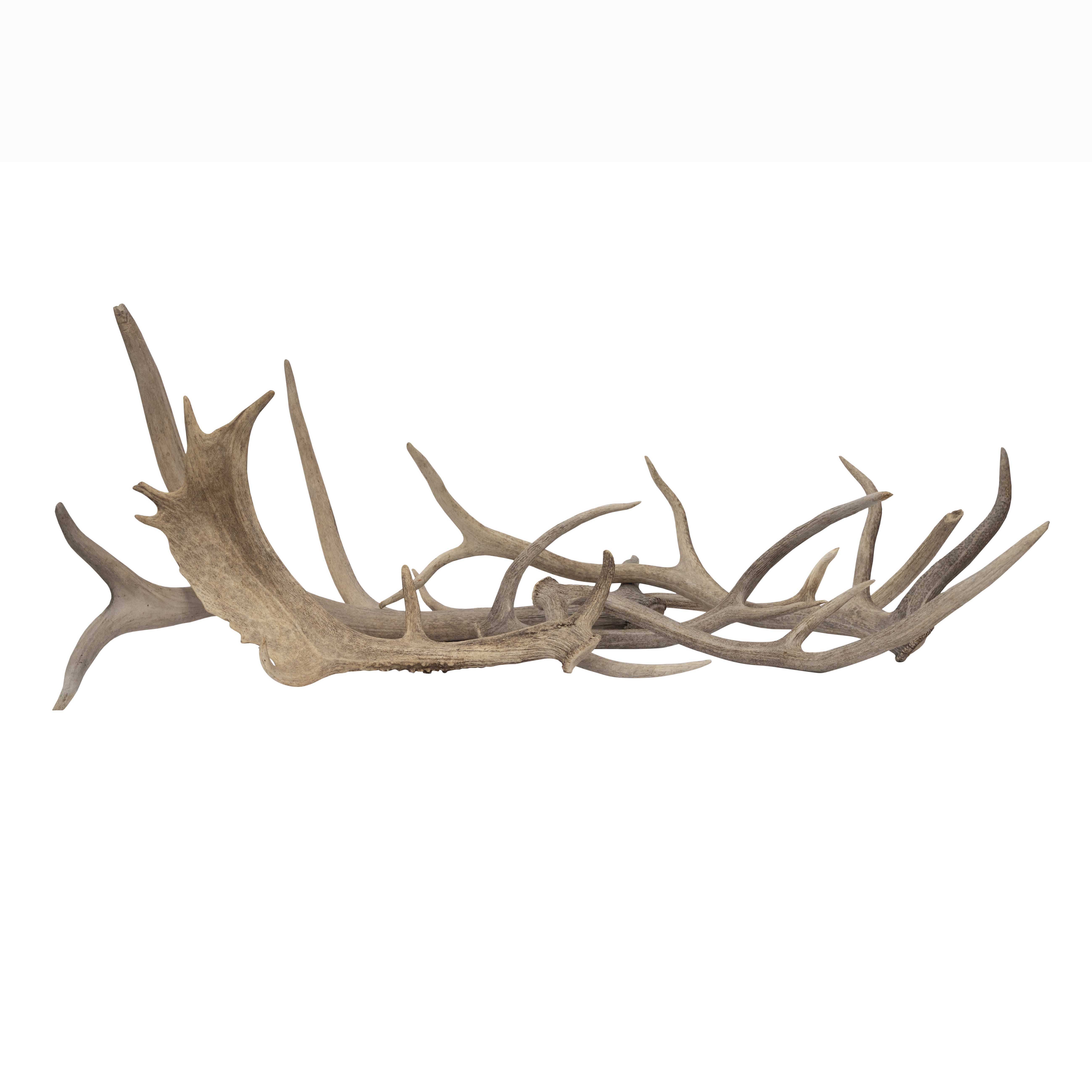 Deer Antler