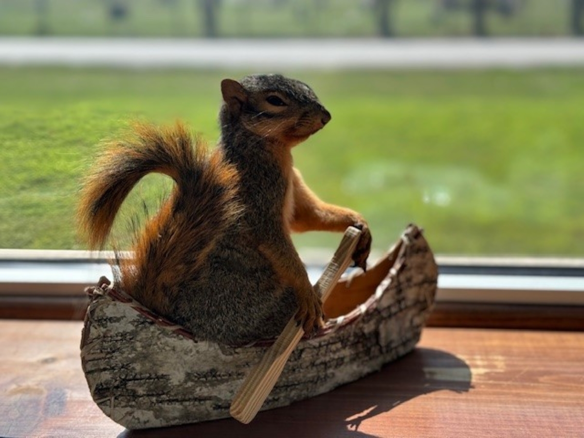 Rowing Squirrel