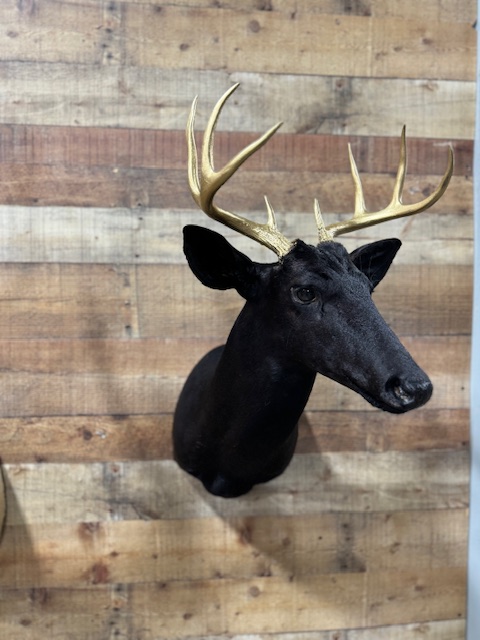 Dyed Whitetail