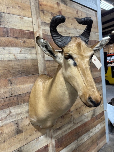 Lichtenstein Hartebeest