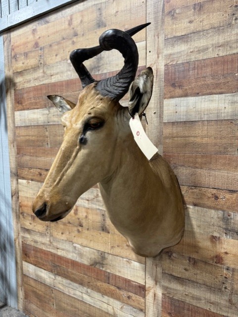 Lichtenstein Hartebeest