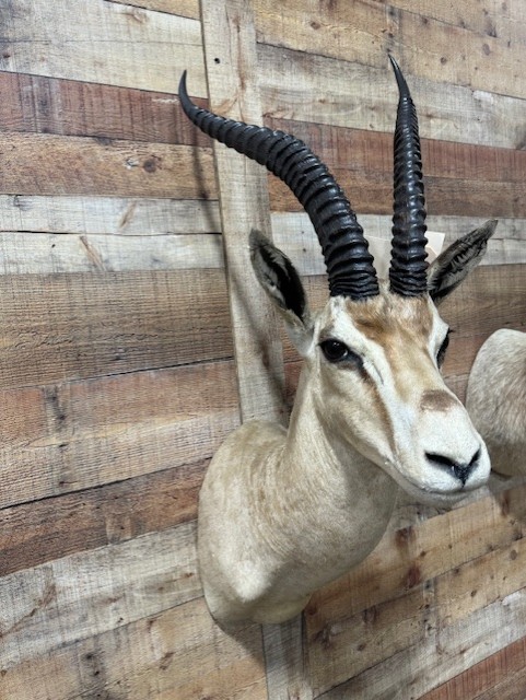 Gazelle