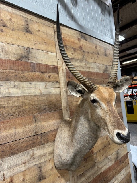 Waterbuck