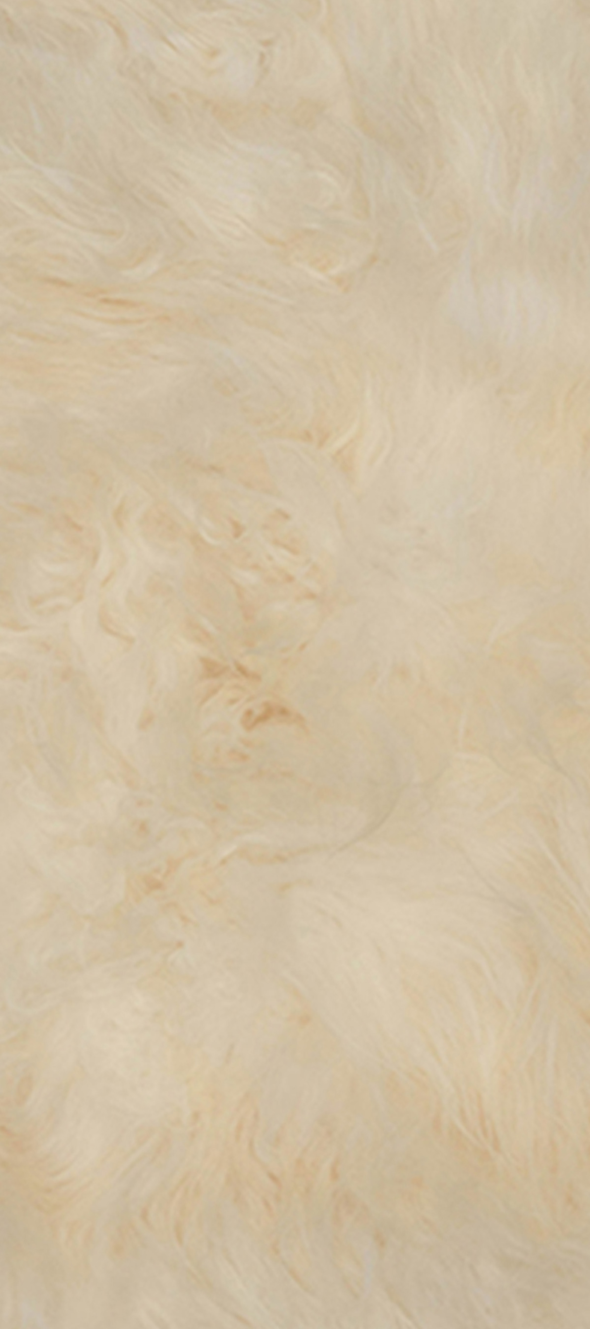 Icelandic Sheep Ivory