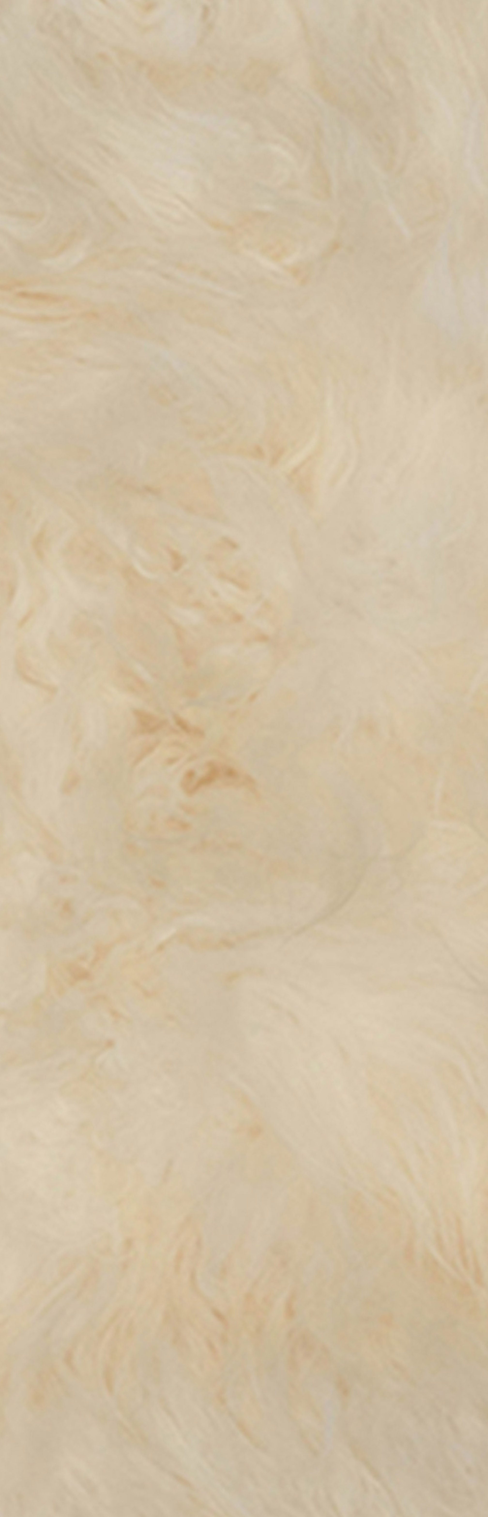 Icelandic Sheep Ivory