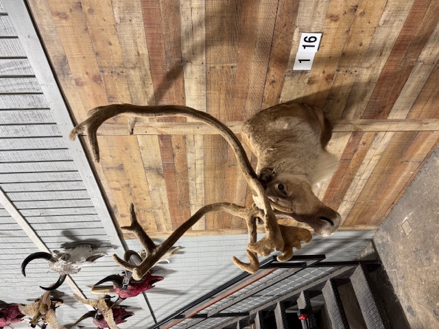 Caribou