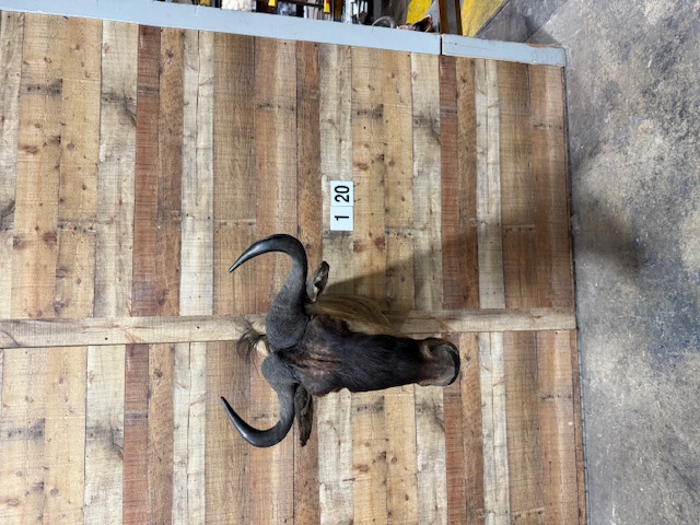 White Bearded Gnu (Blue Wildebeest)