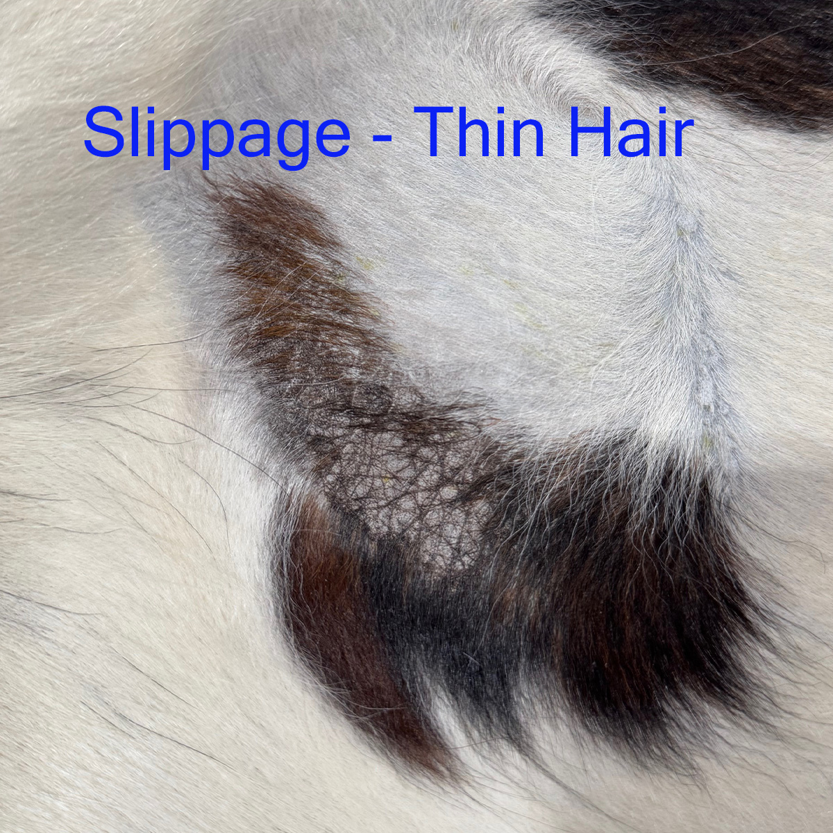 XL B Grade Cowhides