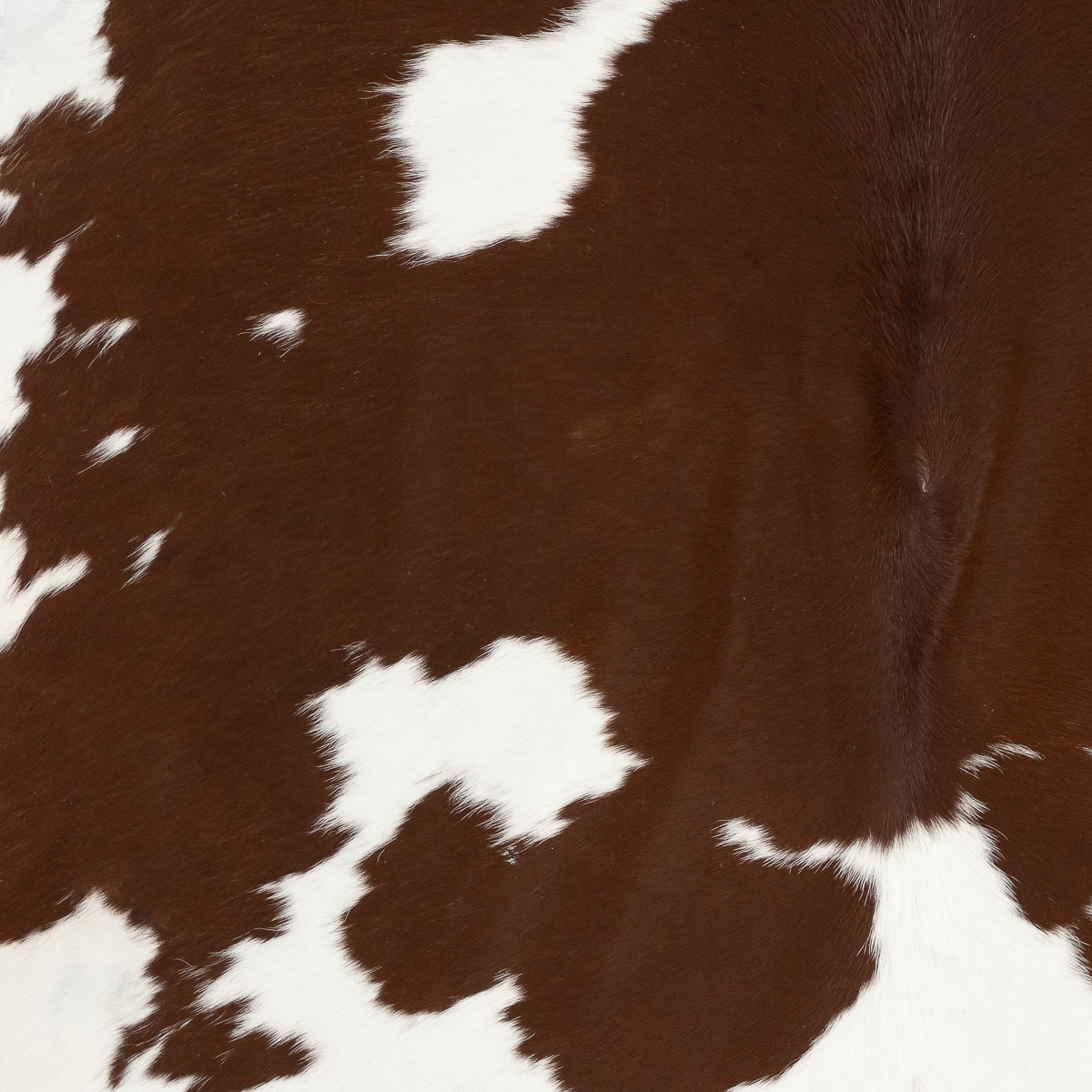 MD Brown & White