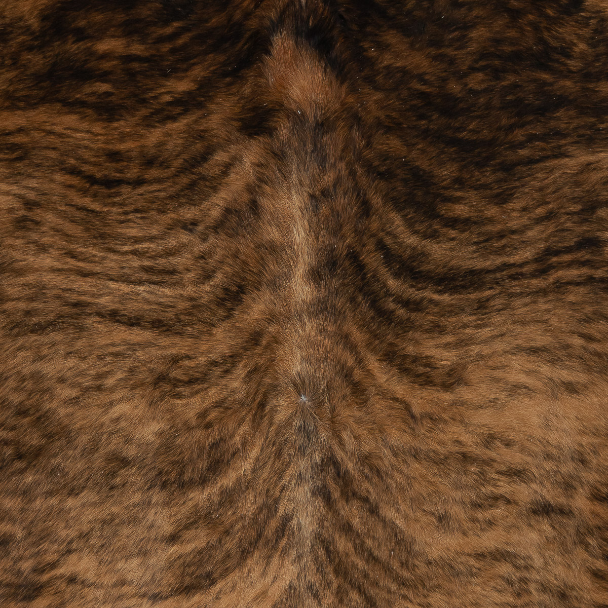 MD Brindle