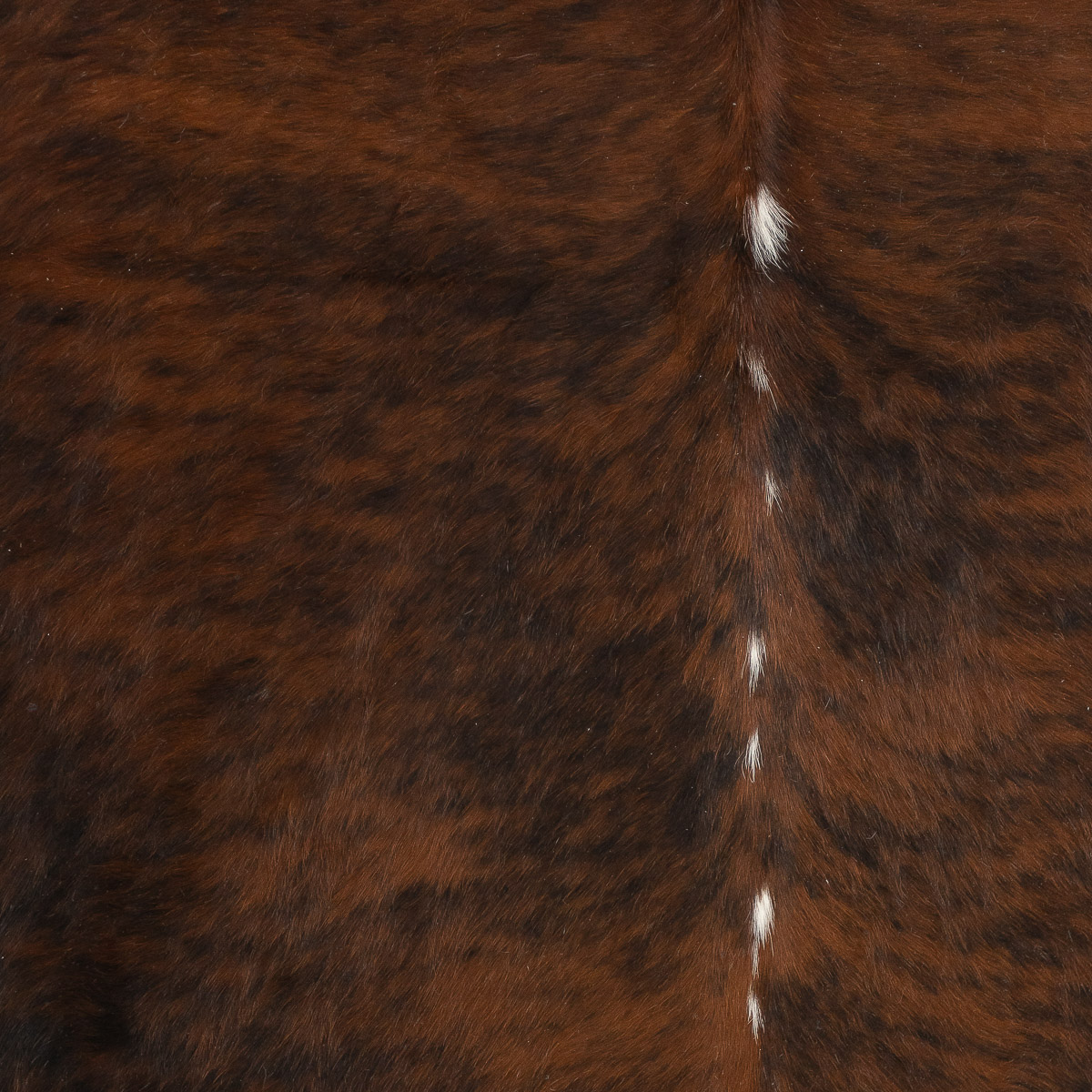 MD Brindle