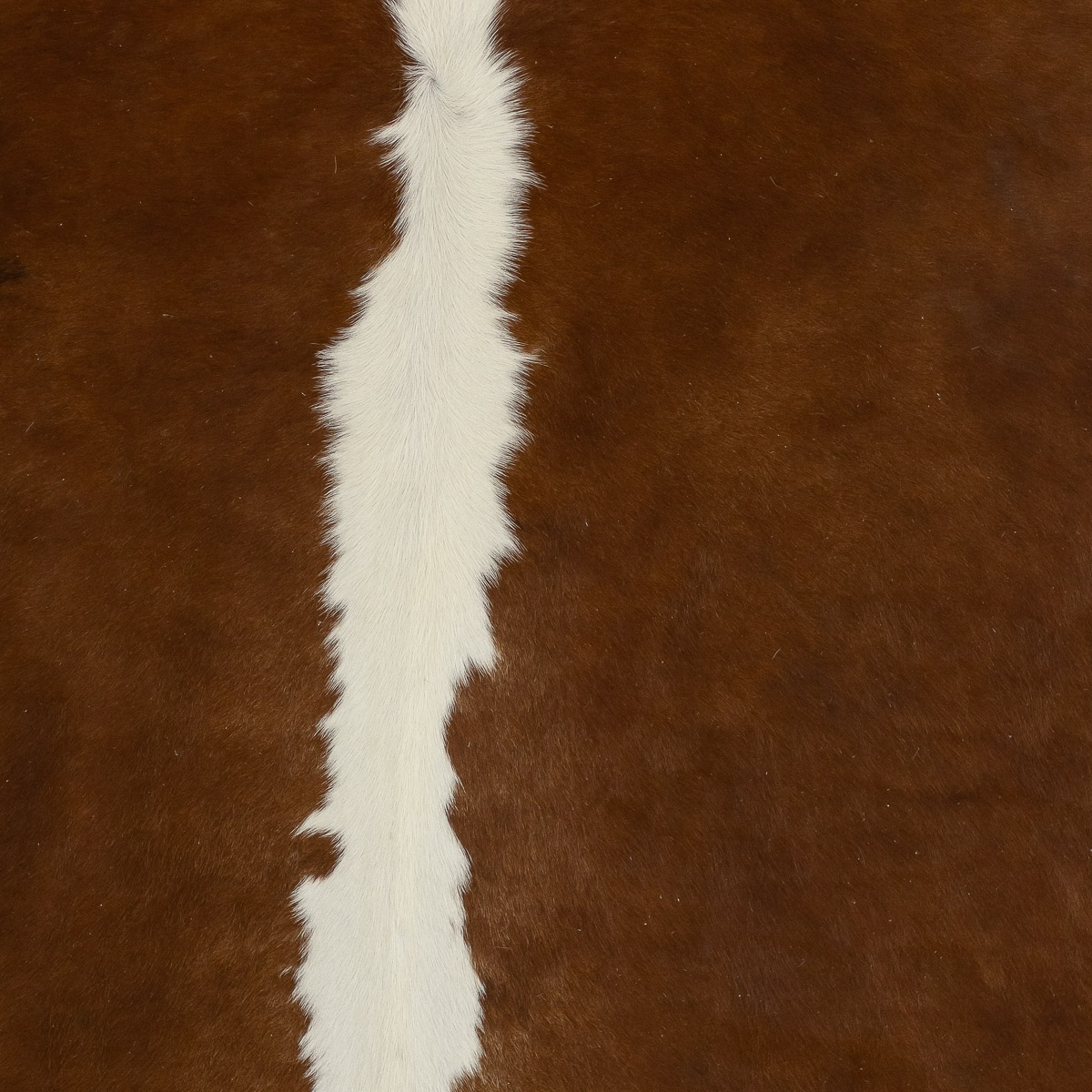 MD Hereford