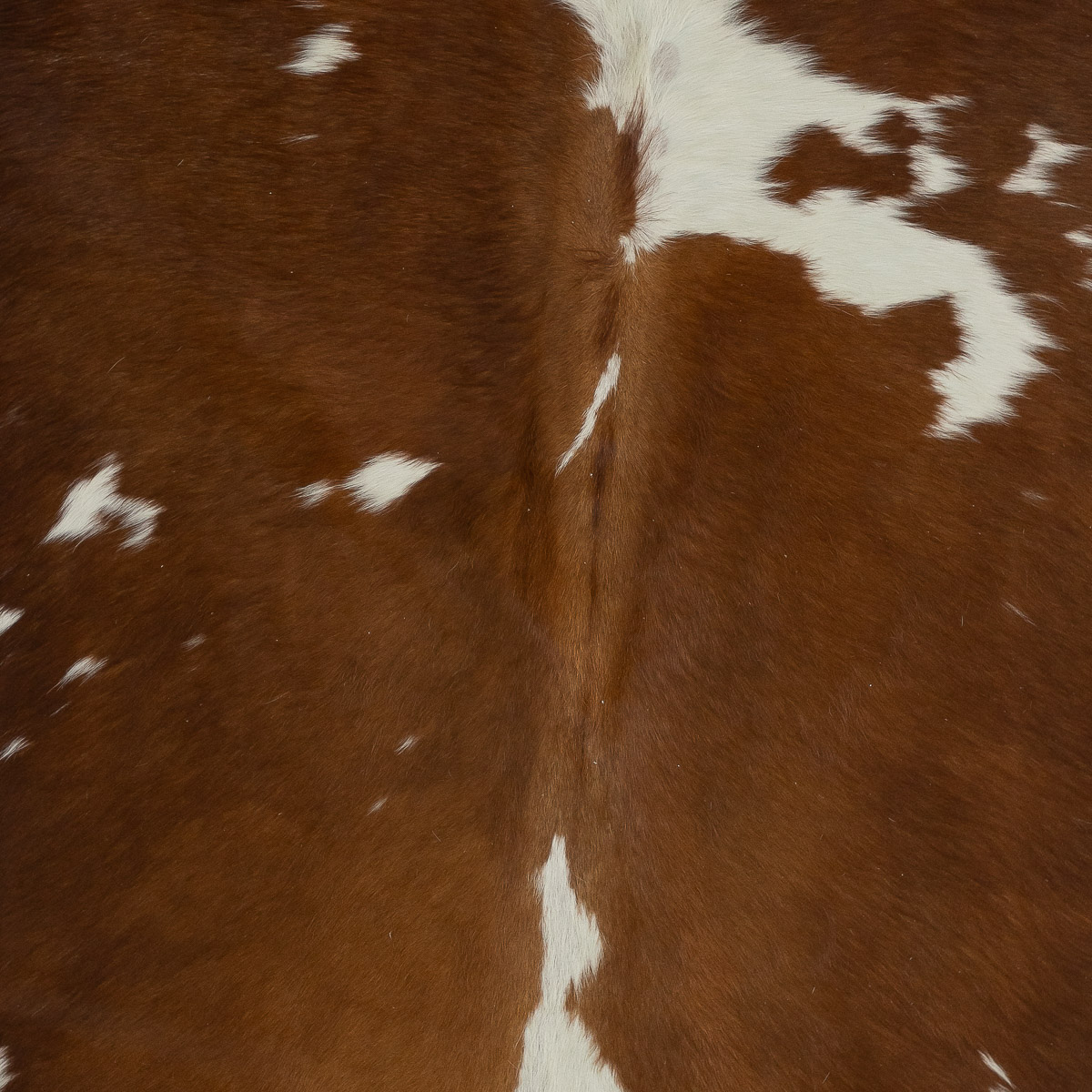 MD Brown & White