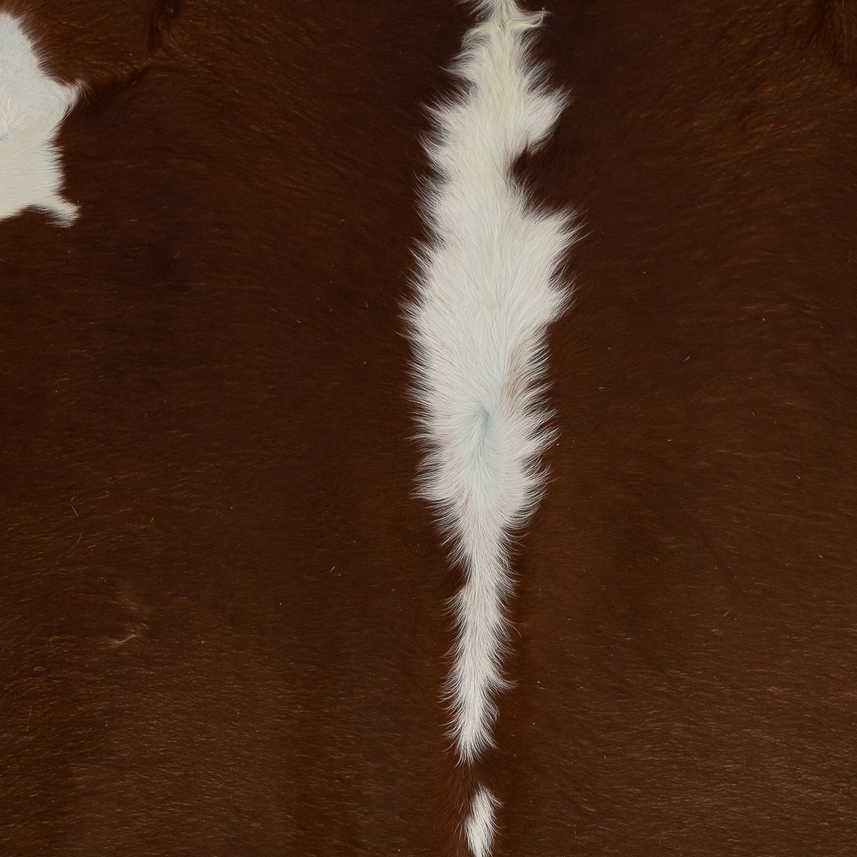 MD Hereford