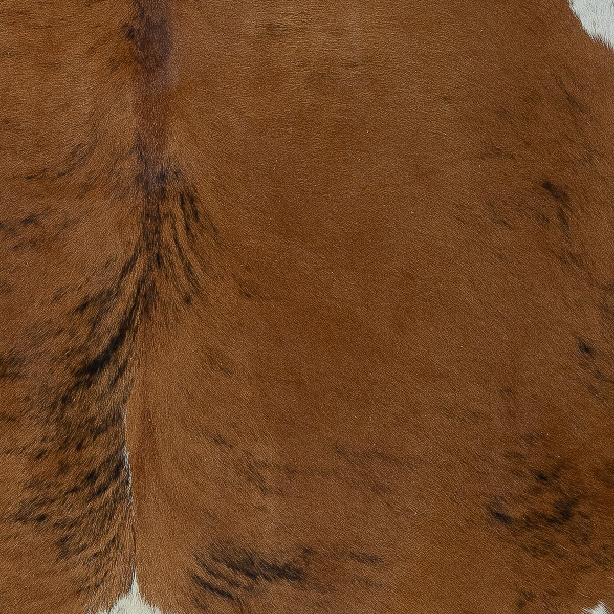 Lg Brindle