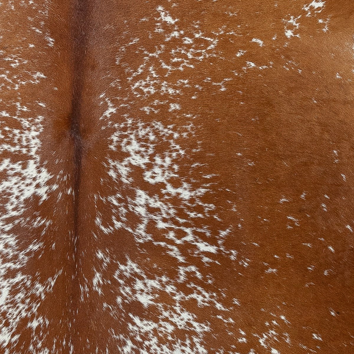 Lg Brown Spotty