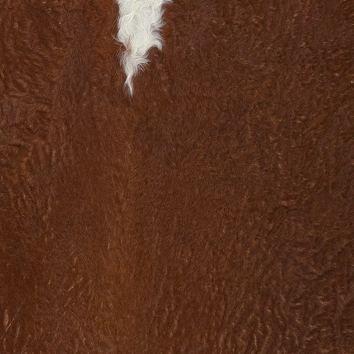 XL Hereford