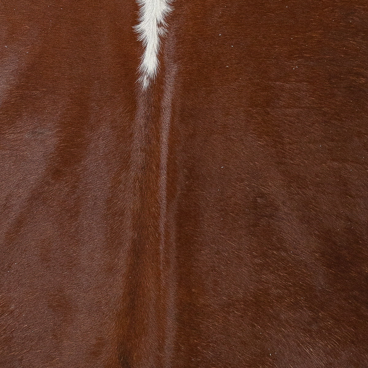 XL Hereford