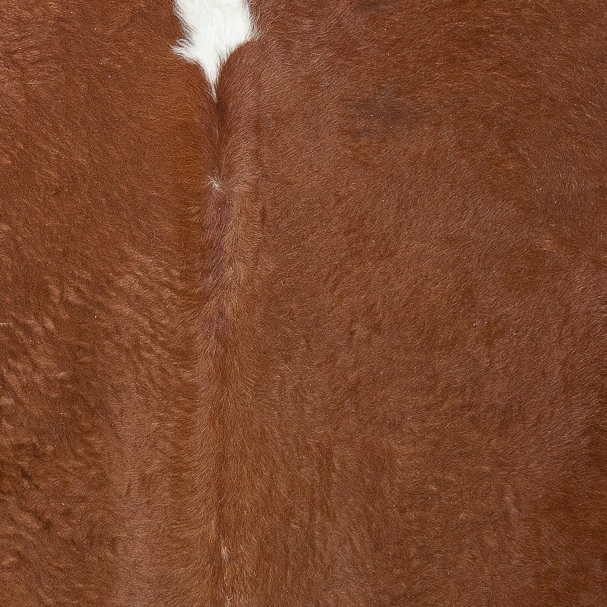 Lg Hereford