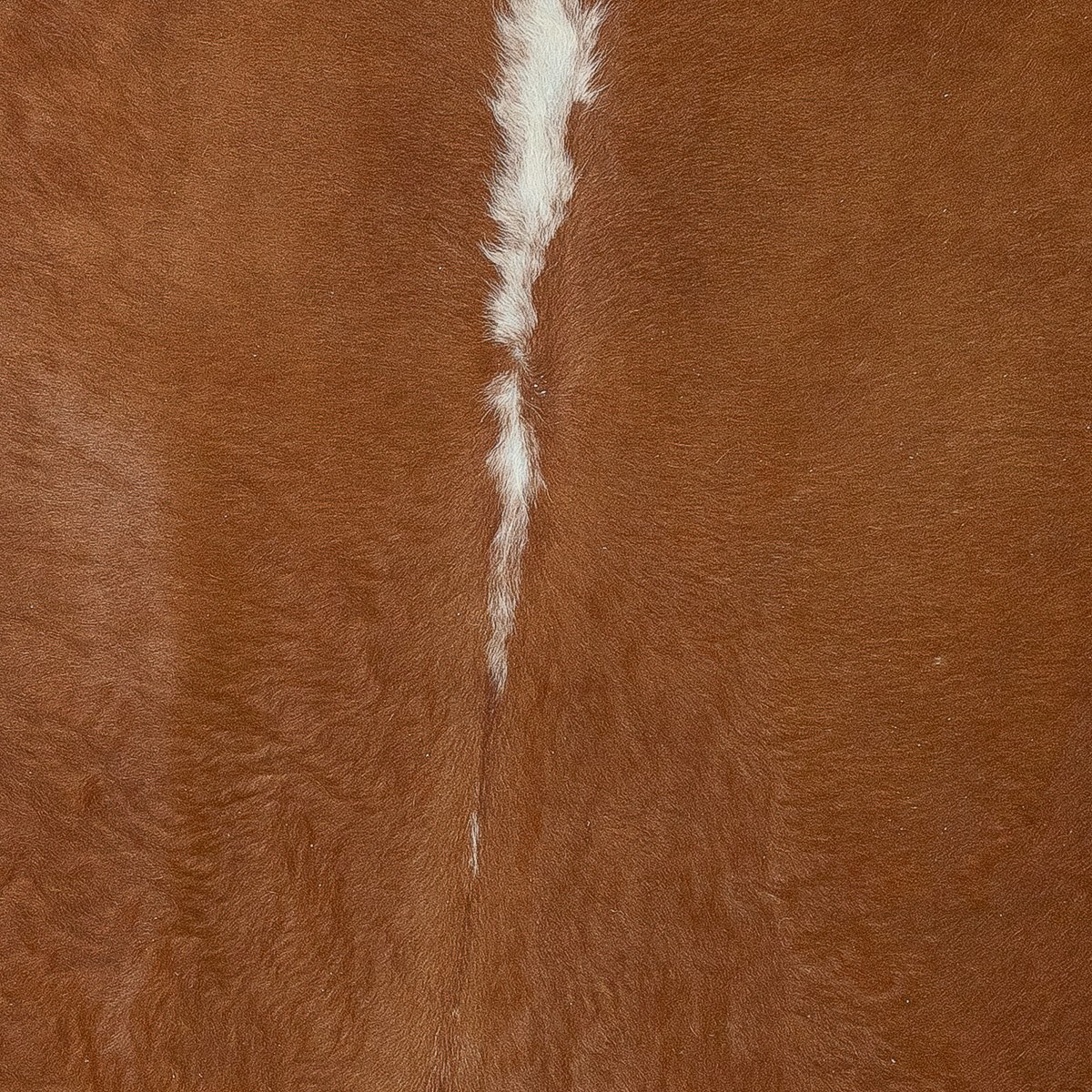 Lg Hereford