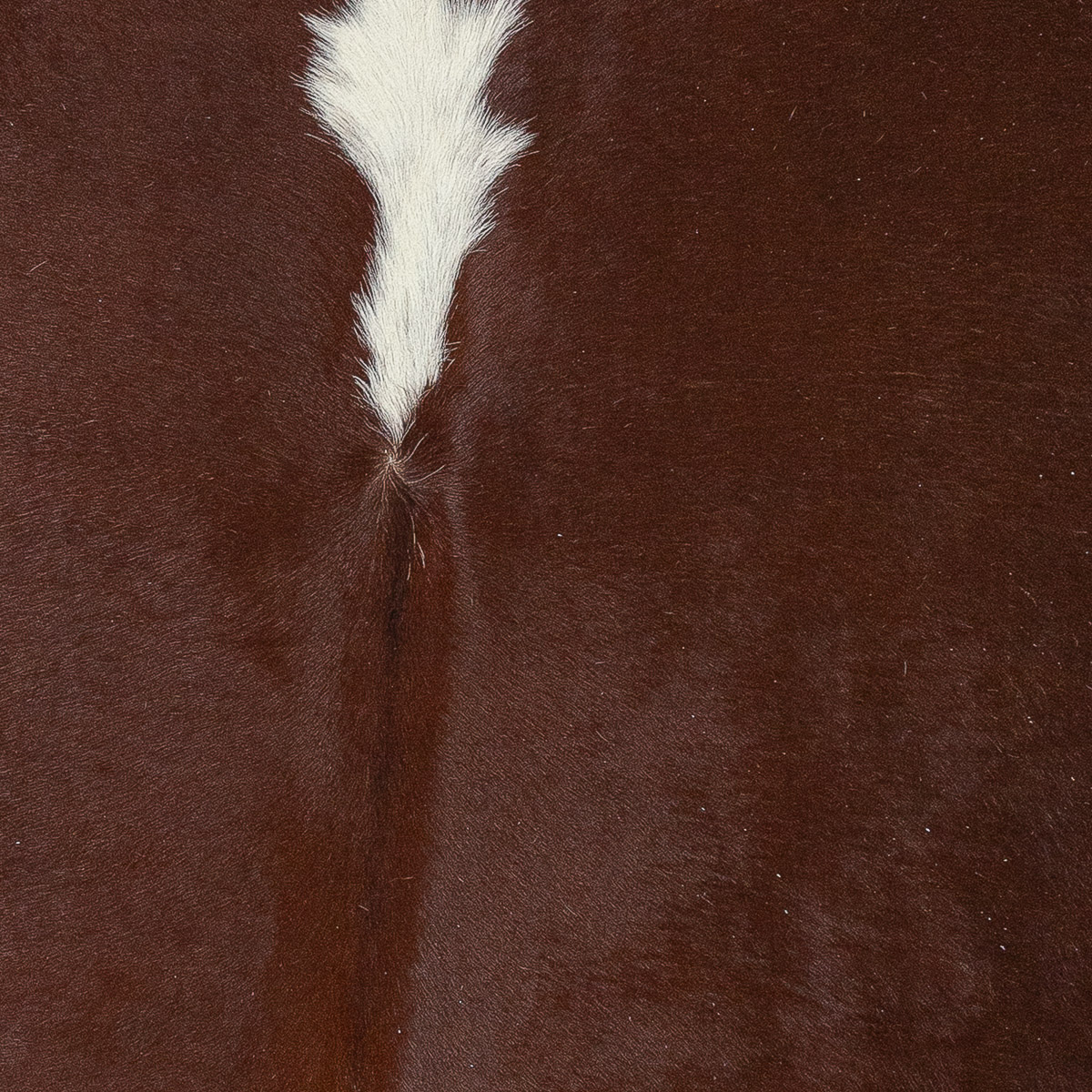 XL Hereford