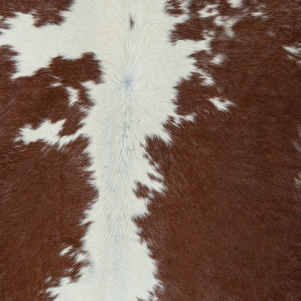 XL Brown & White