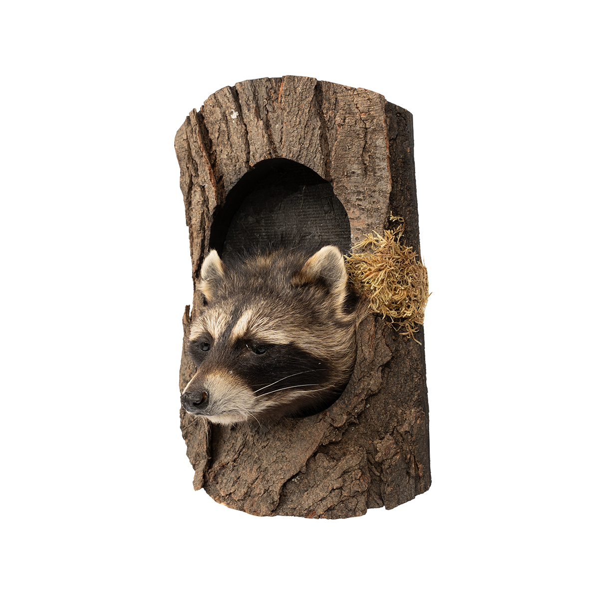Raccoons in Log