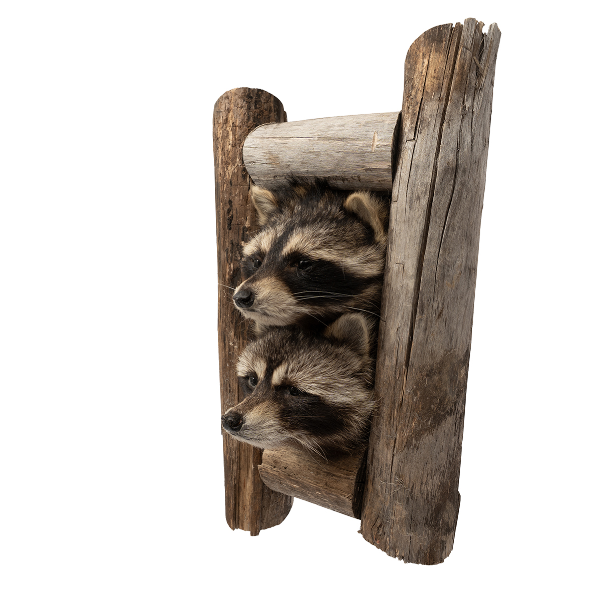 Raccoons in Log