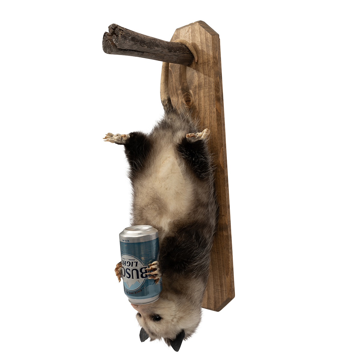 Drunk Opossum