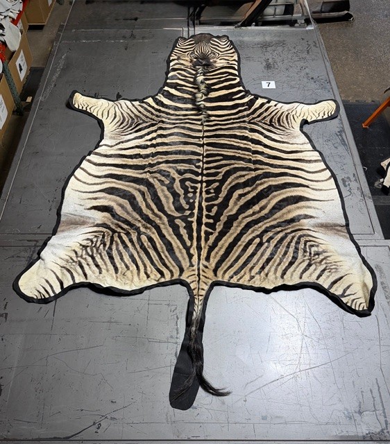 Zebra Hides