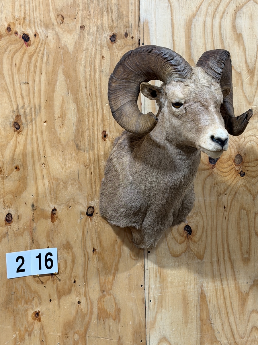 Big Horn Sheep